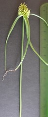 Cyperus aggregatus