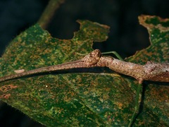 Ovacephala parisae