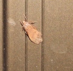 Lambula obliquilinea