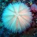 Pebble Collector Urchin - Photo (c) Kai Squires, some rights reserved (CC BY), uploaded by Kai Squires