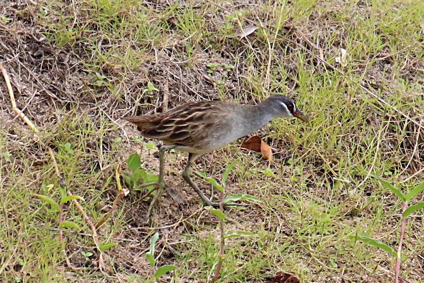 White-browed Crake