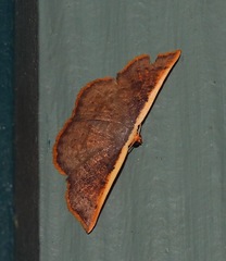 Picromorpha pyrrhopa