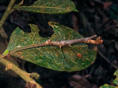 Ovacephala parisae