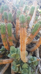 Euphorbia mammillaris