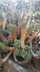 Euphorbia mammillaris