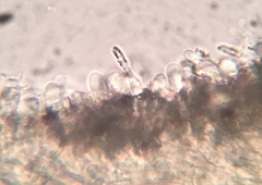 Hyphodontia arguta