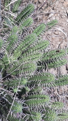 Euphorbia mammillaris