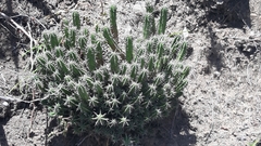Euphorbia mammillaris