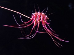 Bulbophyllum gracillimum