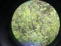 Bradypterus barratti