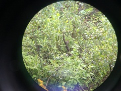 Bradypterus barratti