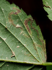 Stigmella villosella