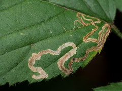 Stigmella villosella