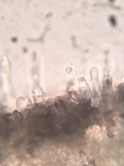 Hyphodontia arguta