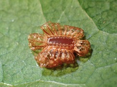 Ovacephala parisae