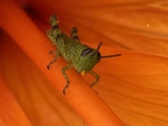 Valanga irregularis
