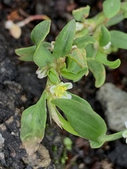 Polygonum aviculare