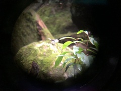 Motacilla clara