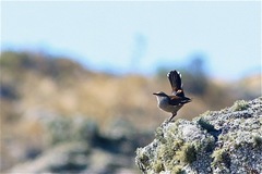 Cinclodes atacamensis