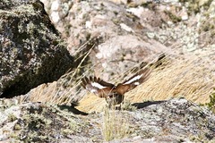 Cinclodes atacamensis