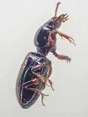Dyschirius
