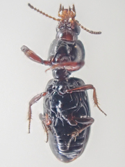 Dyschirius