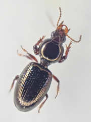 Dyschirius