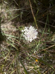 Marshallia caespitosa