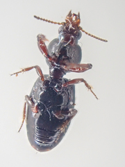 Dyschirius