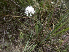 Marshallia caespitosa