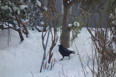 Corvus corone