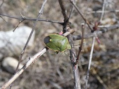 Chlorochroa