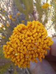 Athanasia vestita