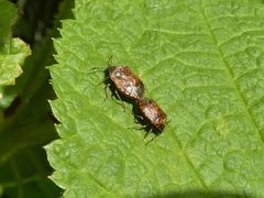 Cosmopepla intergressa