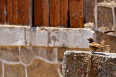 Cinclodes comechingonus