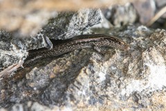 Oligosoma smithi