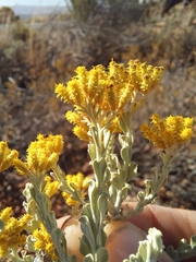 Helichrysum excisum
