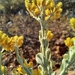 Helichrysum excisum - Photo (c) kevin koen, some rights reserved (CC BY-SA), uploaded by kevin koen