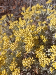 Helichrysum excisum