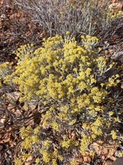 Helichrysum excisum