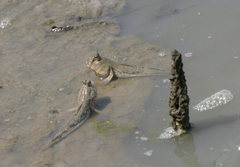 Periophthalmus chrysospilos