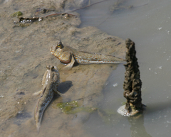 Periophthalmus chrysospilos