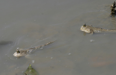 Periophthalmus chrysospilos