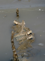 Periophthalmus chrysospilos