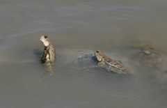 Periophthalmus chrysospilos