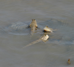 Periophthalmus chrysospilos