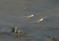 Periophthalmus chrysospilos