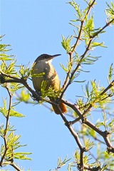 Tarphonomus certhioides
