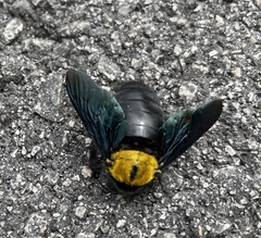 Xylocopa flavonigrescens