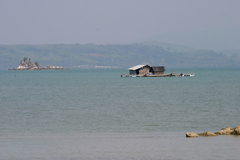 Periophthalmus chrysospilos